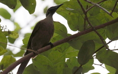 Philemon buceroides