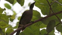 Philemon buceroides
