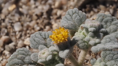 Psathyrotes ramosissima