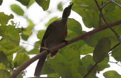 Philemon buceroides