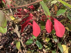 Euonymus