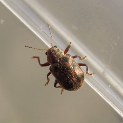 Xanthonia decemnotata