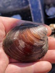 Reginaia ebenus