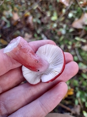 Russula