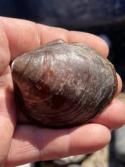 Reginaia ebenus