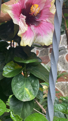 Hibiscus rosa-sinensis