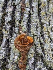Phellinus pomaceus