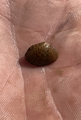 Truncilla donaciformis