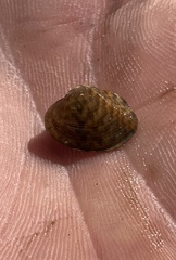 Truncilla donaciformis