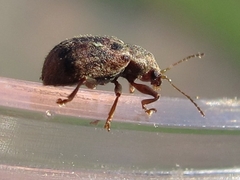 Xanthonia decemnotata