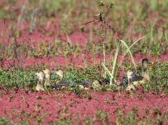 Dendrocygna javanica