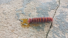 Pyrrhopygini