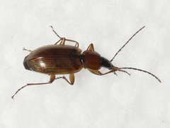 Agonum