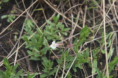 Mimulus gracilis