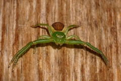 Diaea dorsata