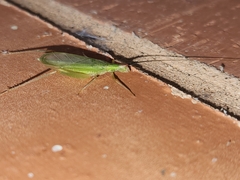 Oecanthus varicornis