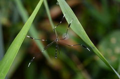 Bittacomorpha clavipes