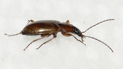 Agonum