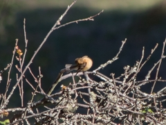 Empidonax fulvifrons
