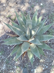 Agave gentryi
