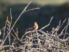 Empidonax fulvifrons