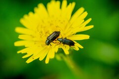 Astylus quadrilineatus