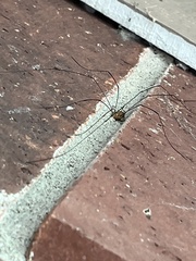 Leiobunum