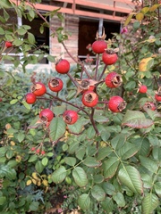 Rosa