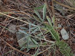 Lupinus sericeus