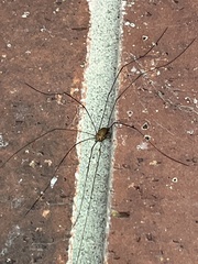Leiobunum