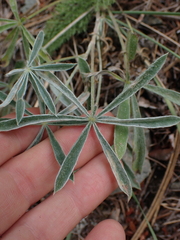 Lupinus sericeus