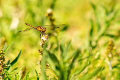 Erythrodiplax nigricans