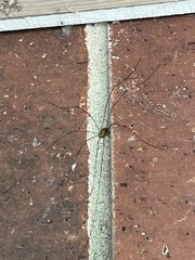 Leiobunum