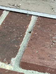 Leiobunum