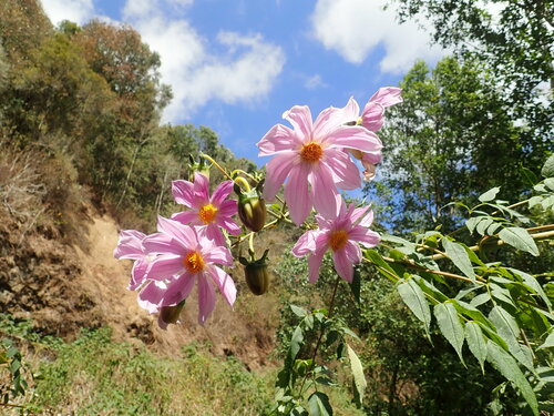 Dahlia tenuicaulis (Dahlia tenuicaulis)