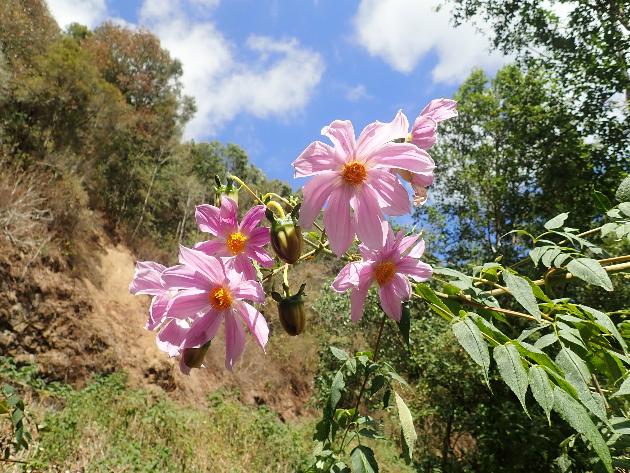 Dahlia Tenuicaulis (Dahlia tenuicaulis)