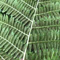 Athyrium