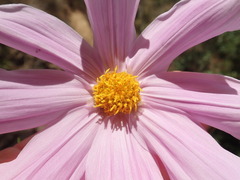 Dahlia tenuicaulis