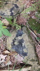 Phaeophyscia adiastola