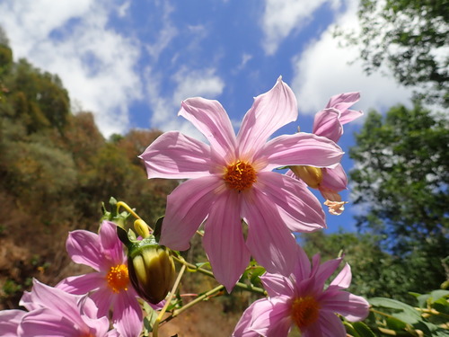 Image of Dahlia tenuicaulis by no rights reserved