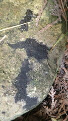 Phaeophyscia adiastola