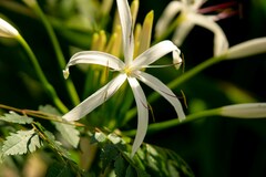 Crinum
