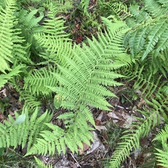 Athyrium
