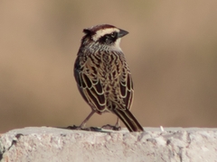 Oriturus superciliosus