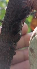 Antiteuchus