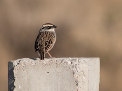 Oriturus superciliosus