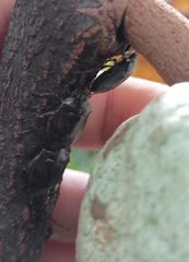 Antiteuchus
