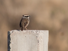 Oriturus superciliosus