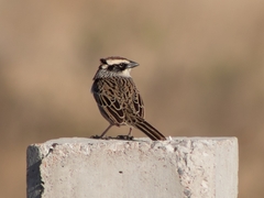 Oriturus superciliosus