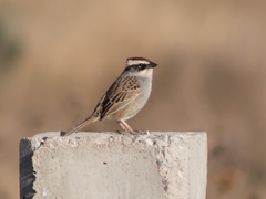 Oriturus superciliosus